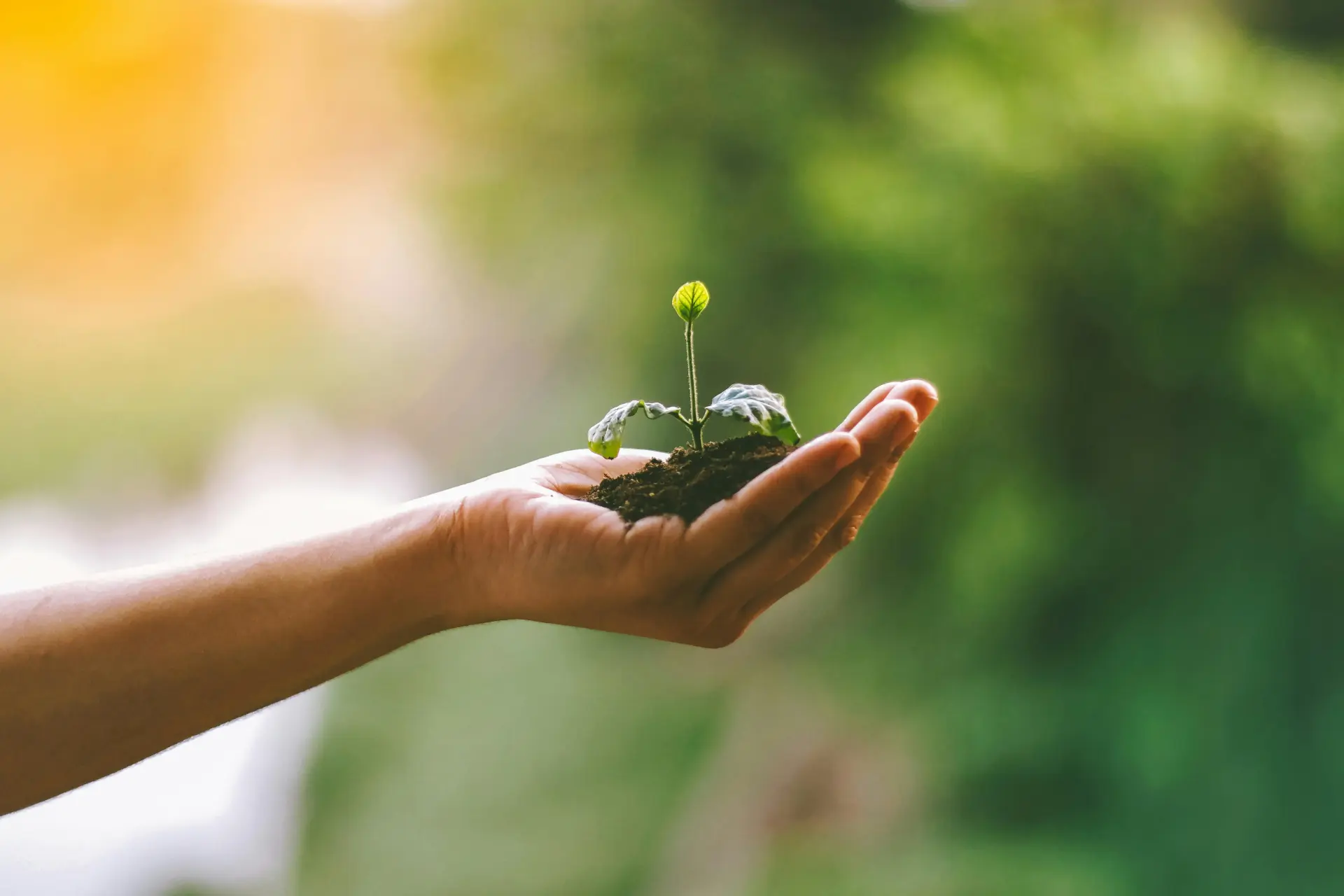 Person holding a sprout
